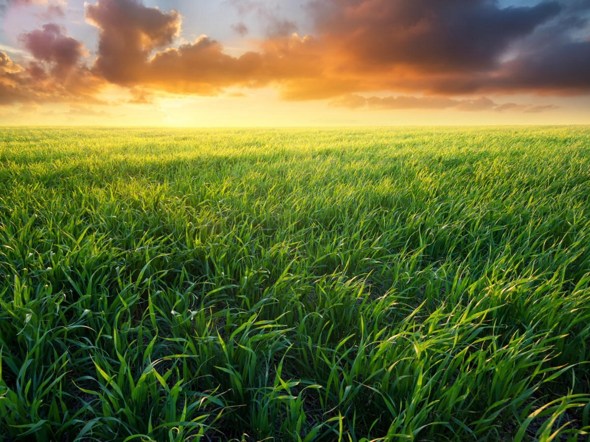 “The Back Yard Adventure” Rings A Whimsical and Welcoming&nbsp;Tone